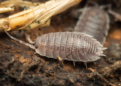 Porcellio incanus