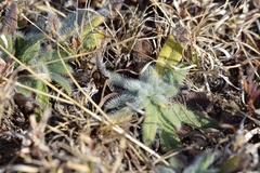 Amsinckia spectabilis