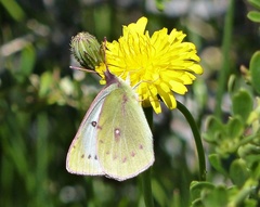 Colias vauthierii