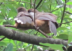 Pterorhinus albogularis