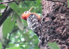 Dendrocopos hyperythrus