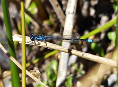 Cyanallagma interruptum