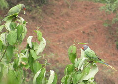 Psittacula himalayana