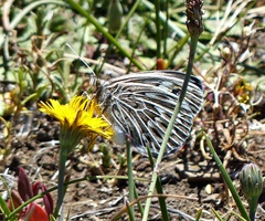 Argyrophorus argenteus