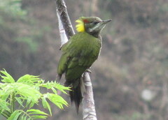 Picus chlorolophus