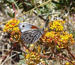 Argyrophorus argenteus