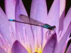Acanthagrion