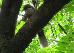 Pterorhinus albogularis