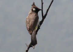 Pycnonotus leucogenys