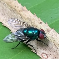 Luciliinae