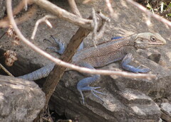 Laudakia tuberculata