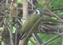 Picumnus innominatus