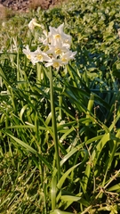 Narcissus tazetta