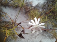 Silene burchellii