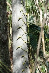 Vanilla phaeantha