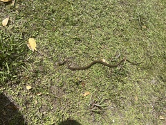 Cubophis caymanus