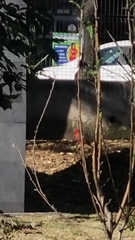 Pyrocephalus rubinus