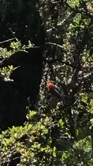 Pyrocephalus rubinus