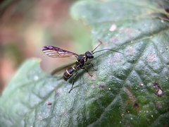 Trigonalidae