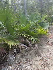 Thrinax radiata