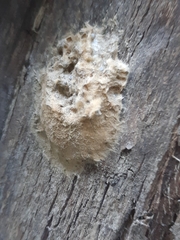Lymantria dispar