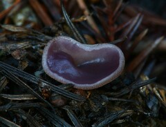 Geoscypha violacea