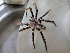 Phoneutria boliviensis