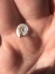 Planorbella trivolvis