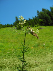 Thalictrum simplex galioides