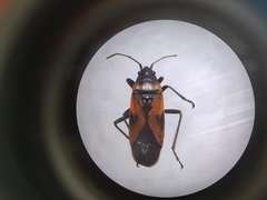 Lygaeus reclivatus