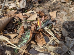 Erythronium
