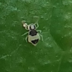 Deuterosminthurus bicinctus