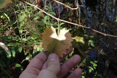 Vitis rotundifolia munsoniana