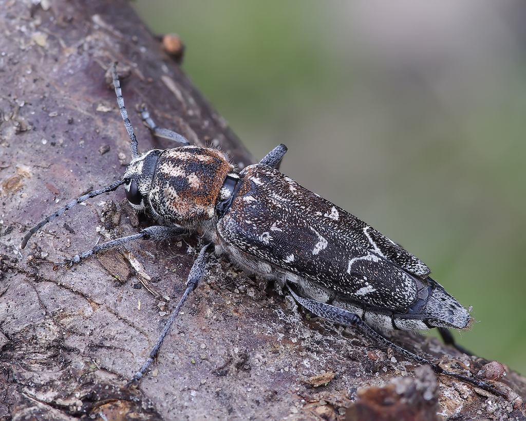 Xylotrechus rusticus (Xylotrechus rusticus)