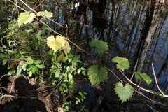 Vitis rotundifolia munsoniana