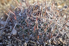 Echinofossulocactus zacatecasensis