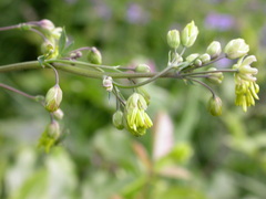 Thalictrum simplex