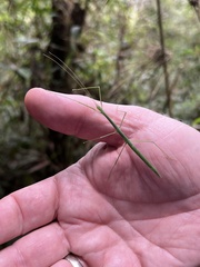 Libethra