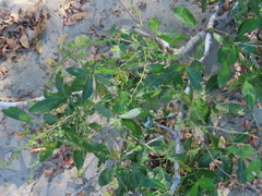 Pithecellobium lanceolatum