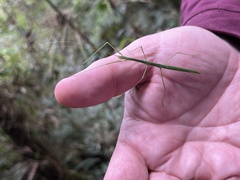 Libethra