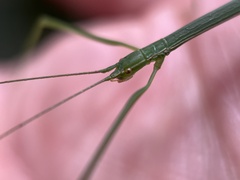 Libethra
