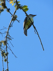 Myiarchus swainsoni