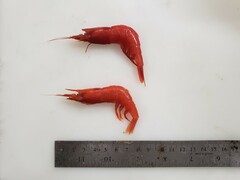 Acanthephyra pelagica