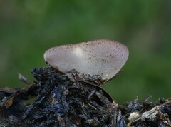 Geoscypha violacea