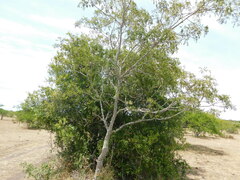 Zanthoxylum rhoifolium