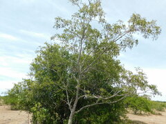 Zanthoxylum rhoifolium