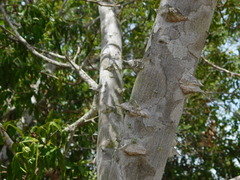 Zanthoxylum rhoifolium