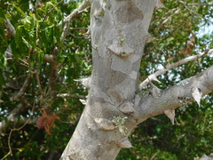 Zanthoxylum rhoifolium
