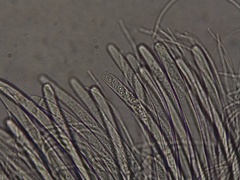 Geoscypha violacea