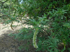 Prosopis affinis
